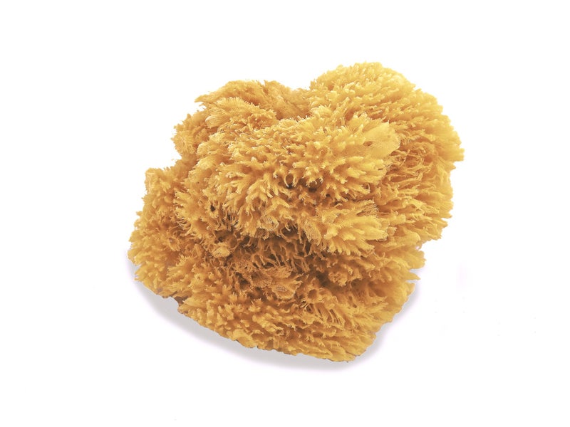 LullingworthÂ® Natural Sea Sponges for Artists - Unbleached 5"-5.5" 2pc Value Pack - Perfect Size for Painting Decorating Texturing Drywall Sponging Marbling Effects Faux Finishes Arts Crafts & More - Image 3